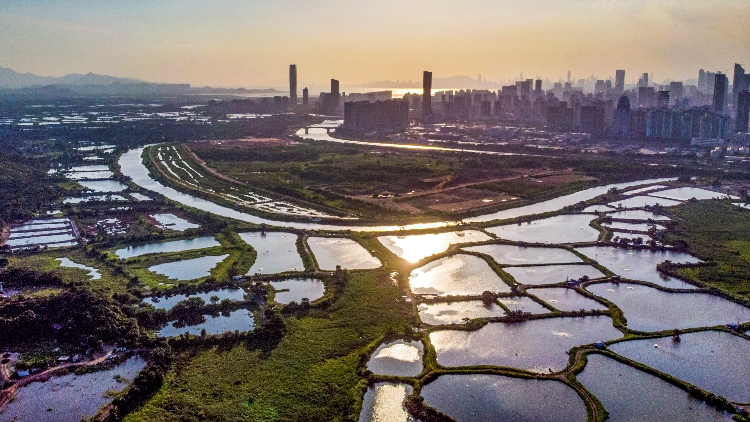 【詩(shī)歌】黑臉琵鷺，在深港河套起舞