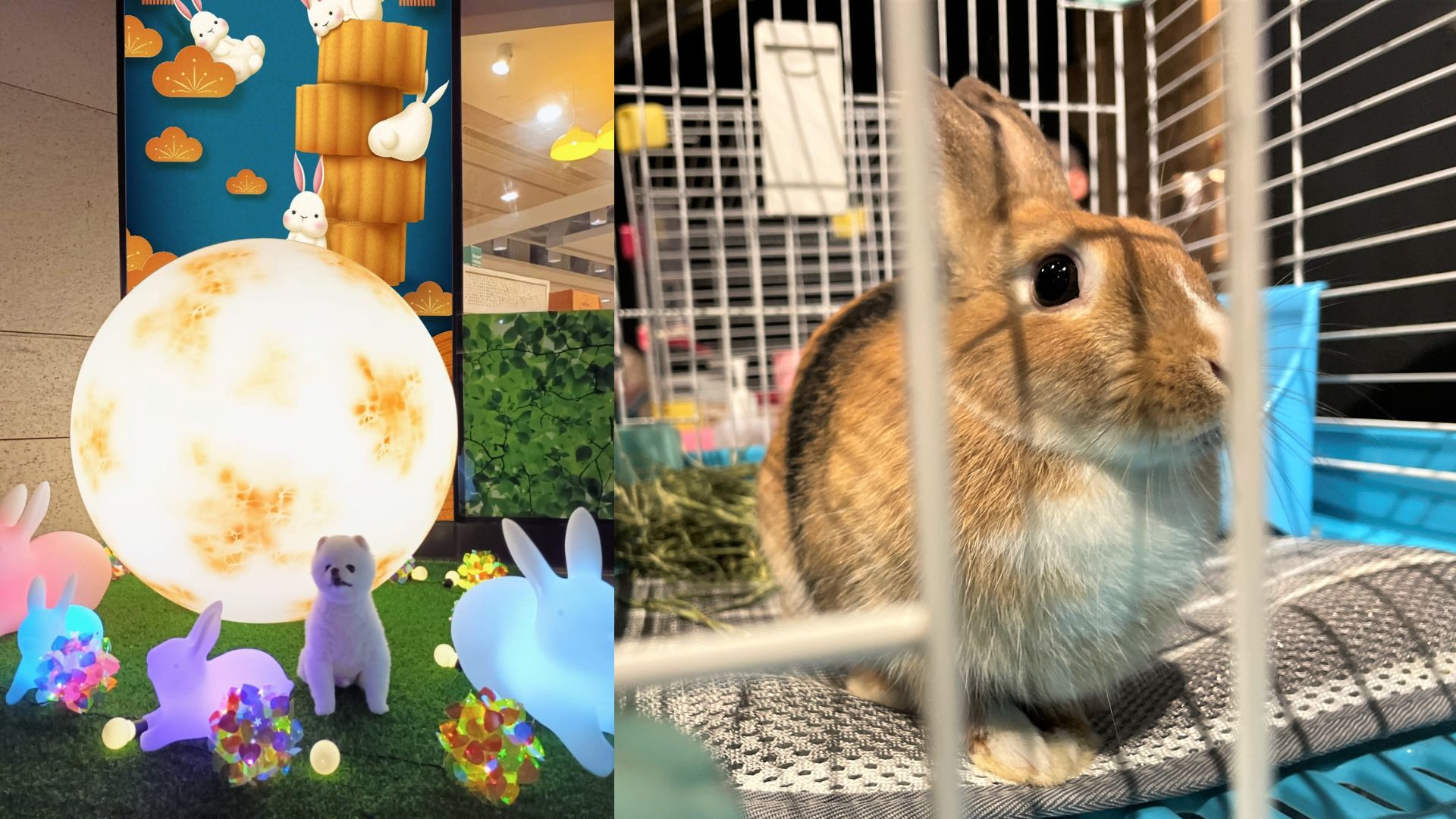 【玩樂】月下之願(yuàn)嘉年華 向無家兔子送暖