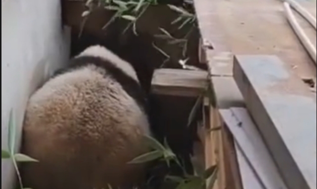 有片 | 院子長(zhǎng)熊貓了！網(wǎng)友：給我也來一隻