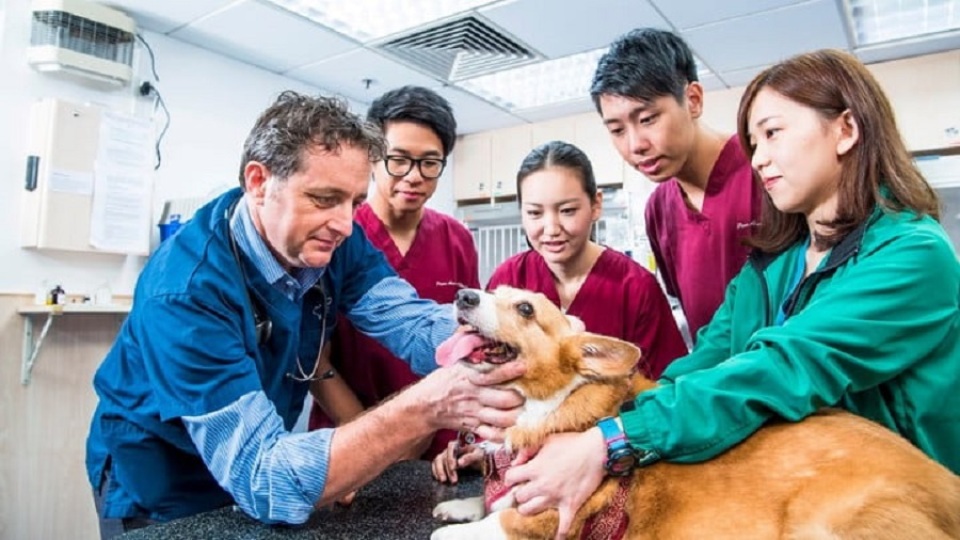 城大：首批11名港產(chǎn)獸醫(yī)最早下月能在香港註冊