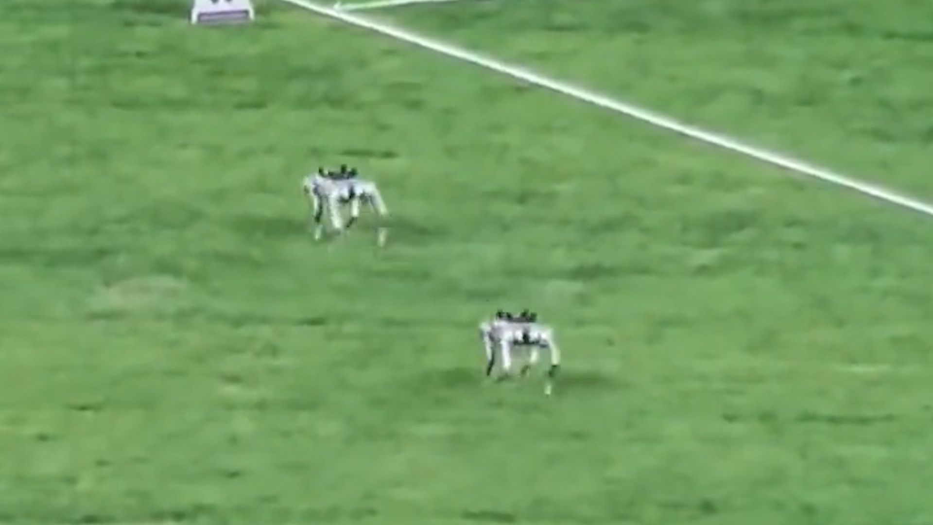 有片丨萌萌的！亞運賽場上電子狗擔起運送鐵餅「重」任