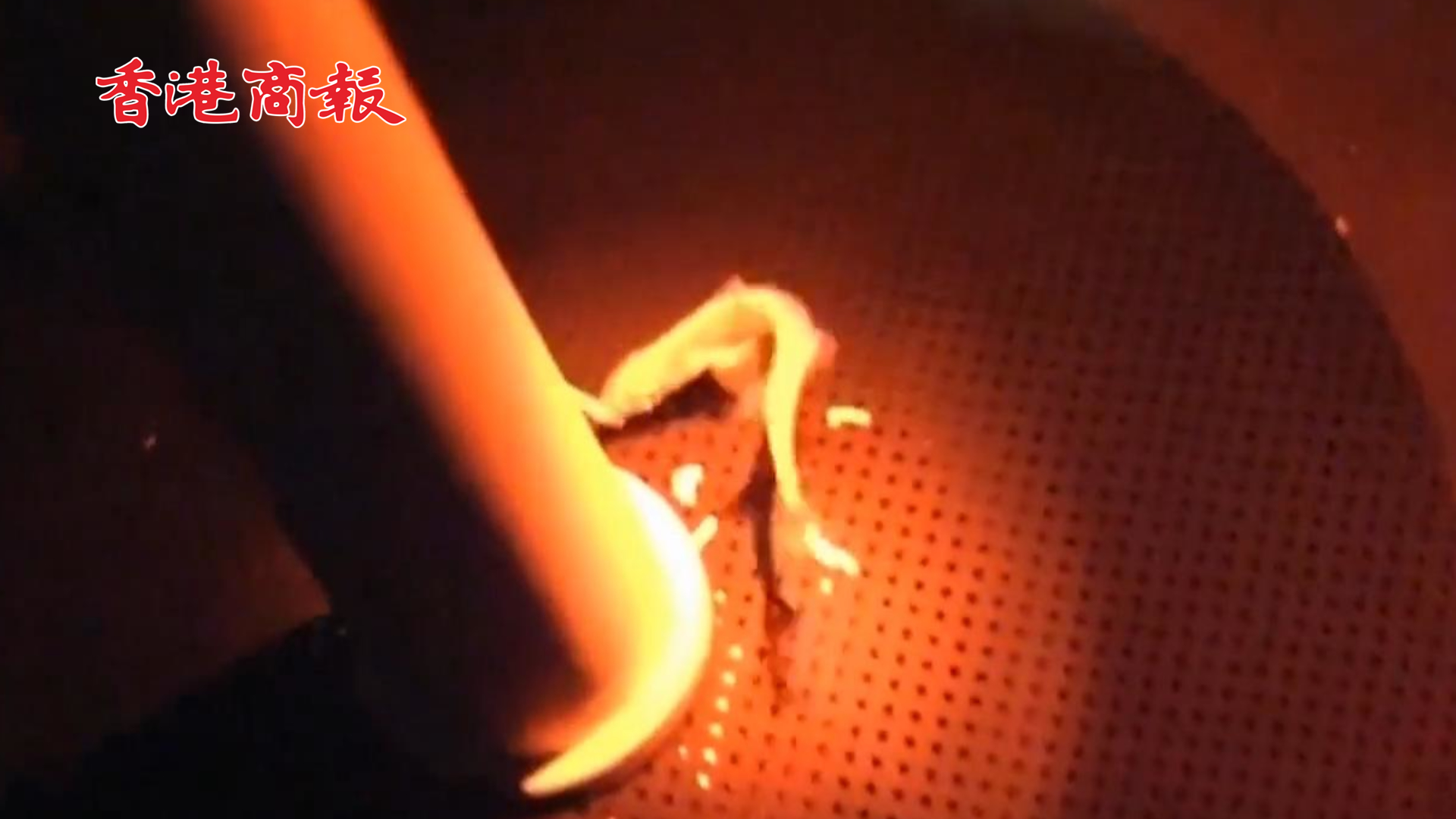 有片丨首例！日本一企業(yè)用人造子宮培育出鯊魚