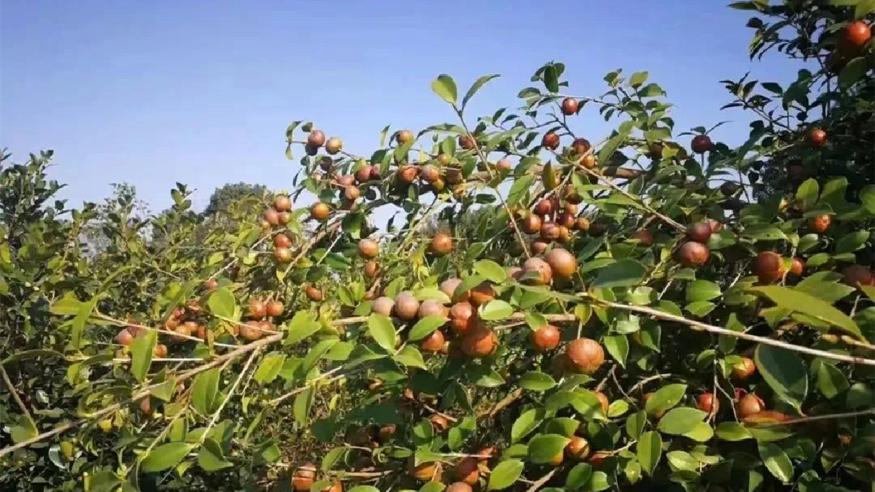 湖南多措並舉發(fā)展油茶產(chǎn)業(yè)  支持企業(yè)借力金融資本