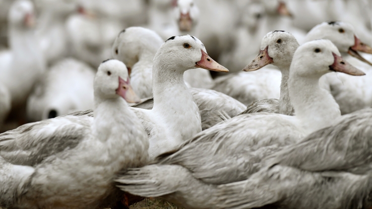 俄羅斯和加拿大部分地區(qū)爆發(fā)禽流感 港暫停疫區(qū)禽類(lèi)產(chǎn)品進(jìn)口