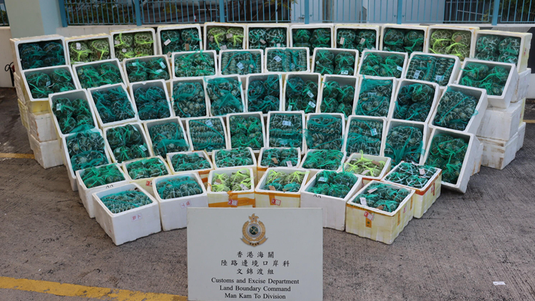 海關(guān)及食環(huán)署於文錦渡檢獲3.4噸走私大閘蟹 拘一貨車司機(jī)