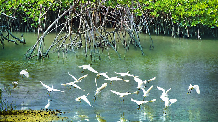 深圳紅樹林保護(hù)修復(fù)顯成效 近十年增長(zhǎng)百餘公頃