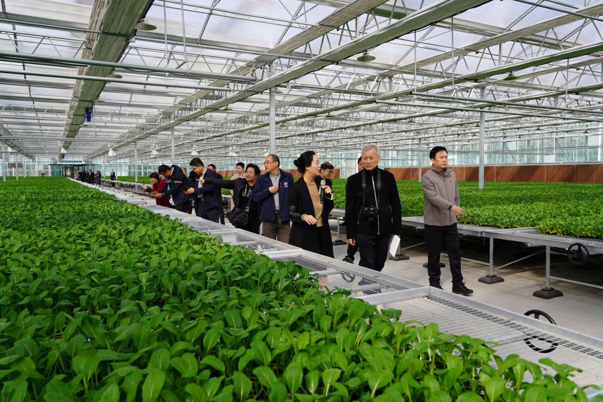 小菜心長成「致富菜」！山西臨汾蔬果端上深圳人餐桌