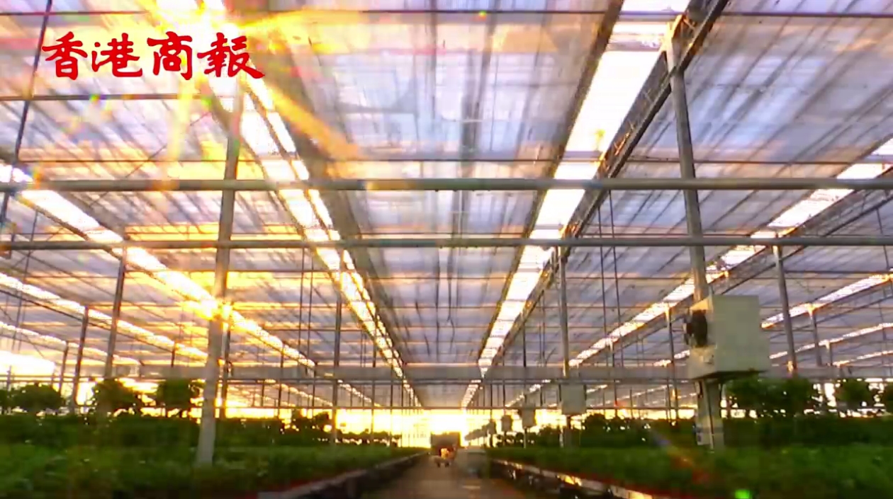 有片|粵港澳大灣區(qū)主流媒體走進曲沃縣「晉之源」供港蔬菜種植基地