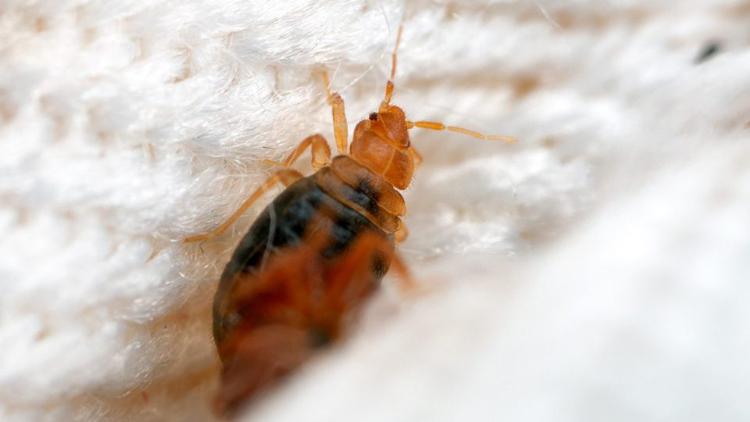 韓國床蝨蔓延 食環(huán)署：無跡象顯示在港擴散