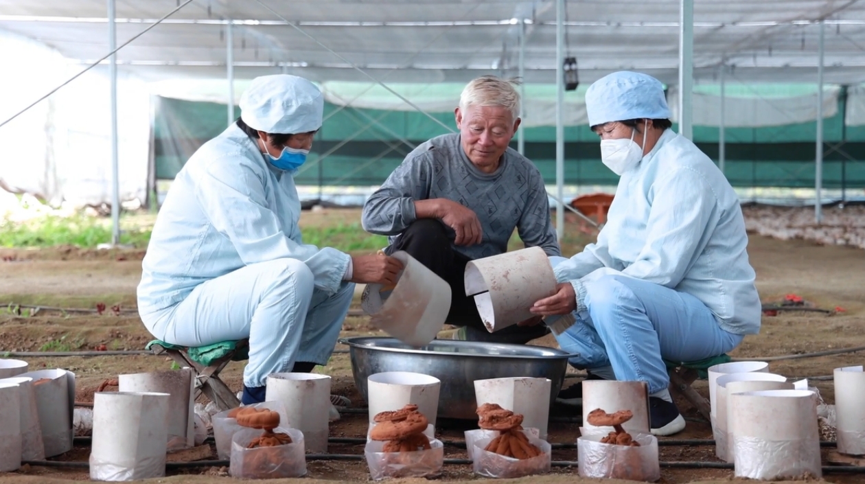 泰山赤靈芝 拉動(dòng)大產(chǎn)業(yè)