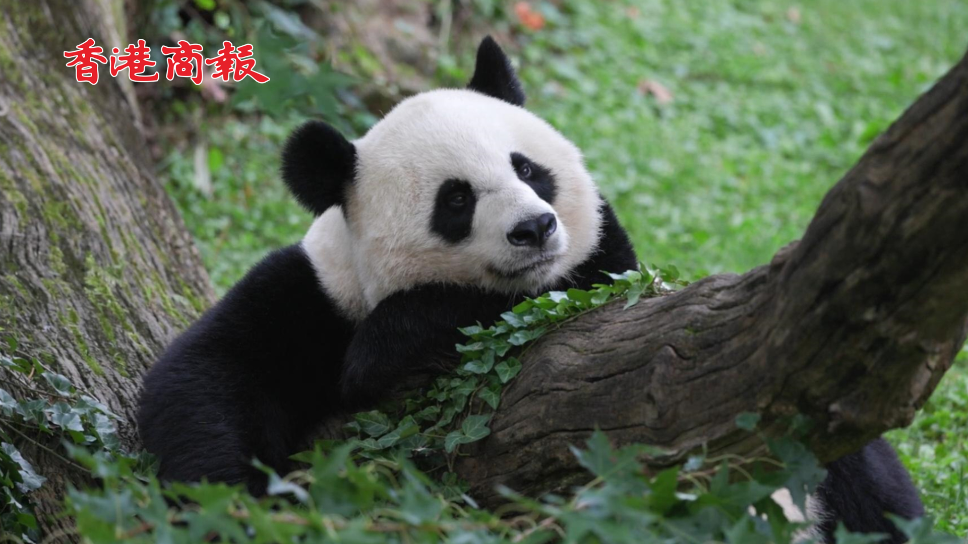 有片｜旅美大熊貓「美香」一家三口今晚回國(guó)