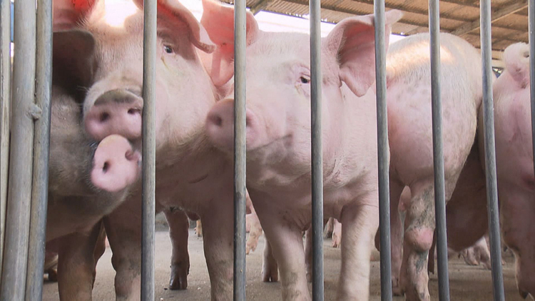 元朗流浮山豬場再有6頭豬感染非洲豬瘟 漁護(hù)署銷毀全部逾5600頭豬