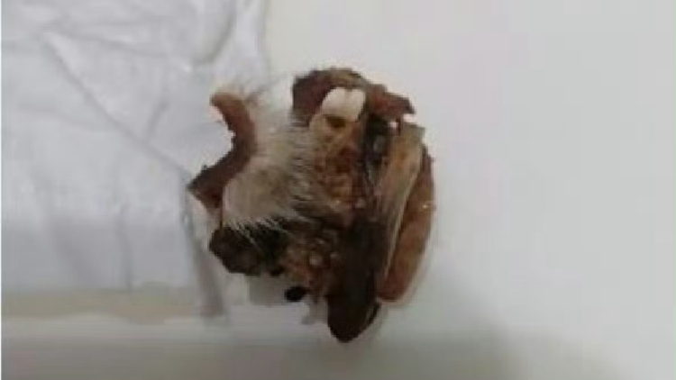 追蹤報道 | 湖南懷化一小學(xué)被曝食堂中吃出疑似鼠頭異物 調(diào)查組通報：疑似異物為兔頭唇部