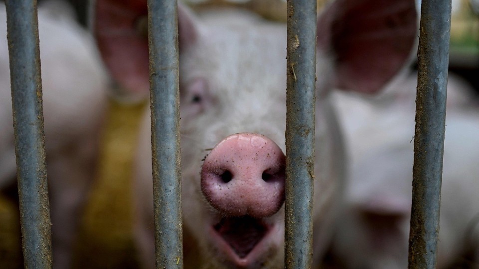 漁護(hù)署：元朗一檢出非洲豬瘟病毒豬場銷毀豬只程序完成