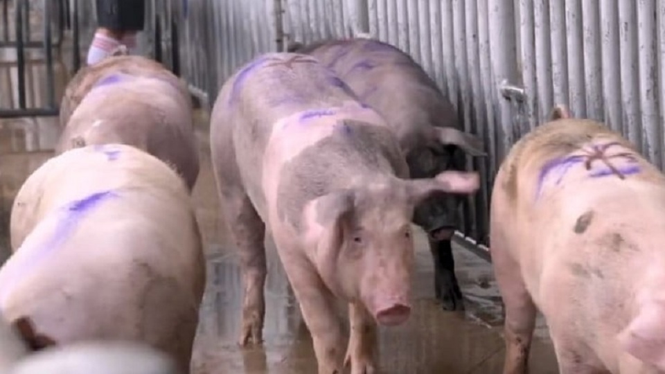 漁護署：元朗流浮山一豬場爆非洲豬瘟 約1900頭豬須銷毀