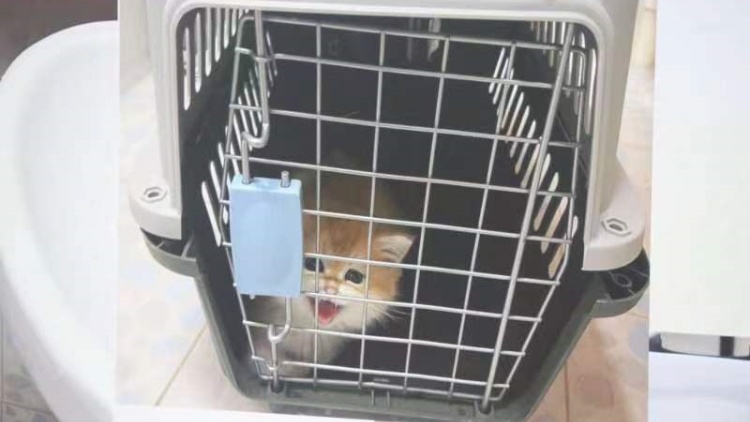 海關(guān)拘2人涉非法跨境走私寵物 檢獲3貓2狗