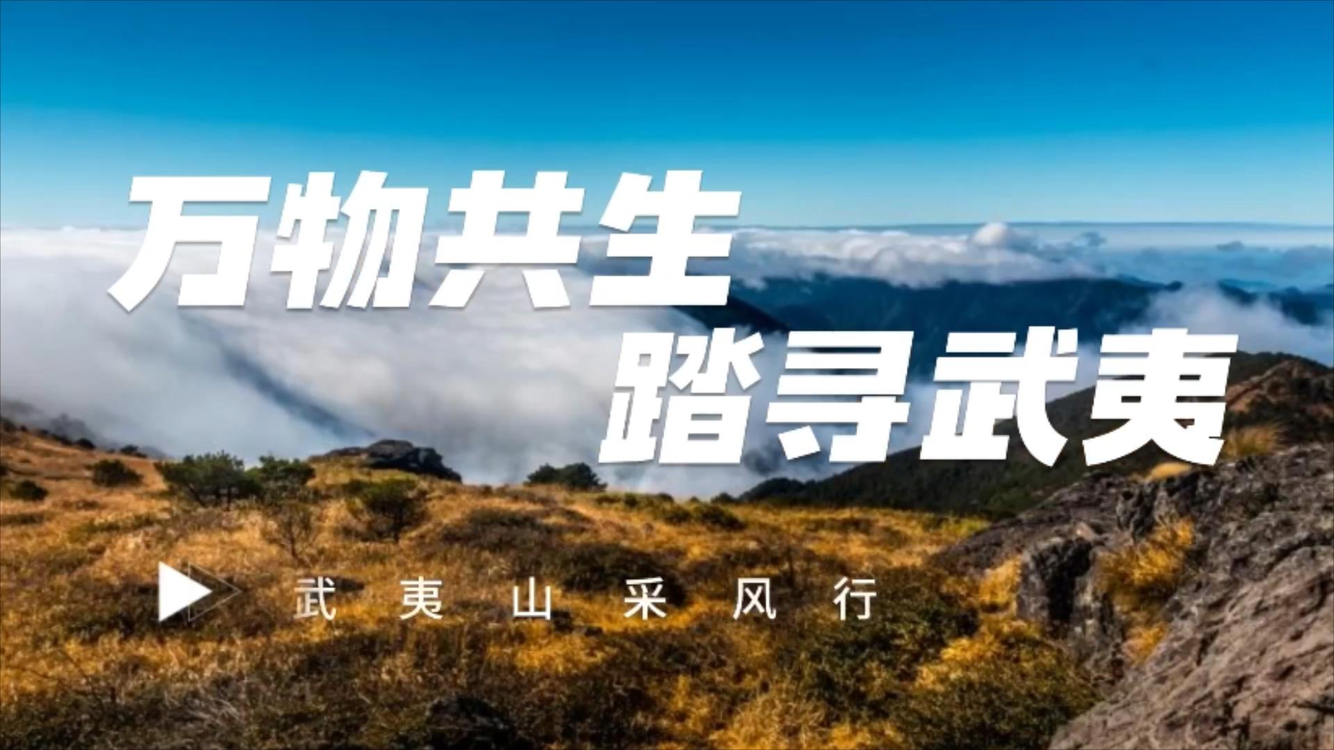 有片【著名作家武夷山采風(fēng)行】王炳根：品茗靈山秀水 解密武夷茶香