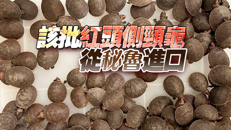 漁護署機場檢獲492隻瀕危紅頭側(cè)頸龜 市值300萬元