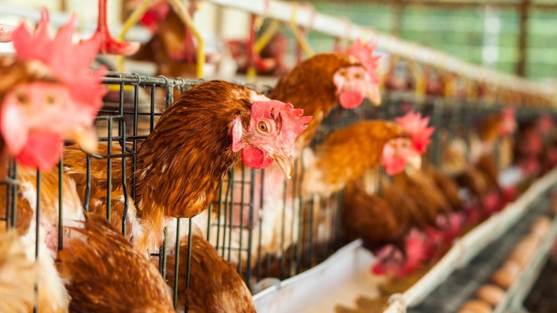 本港暫停進口日本岐阜縣禽肉及禽類產(chǎn)品