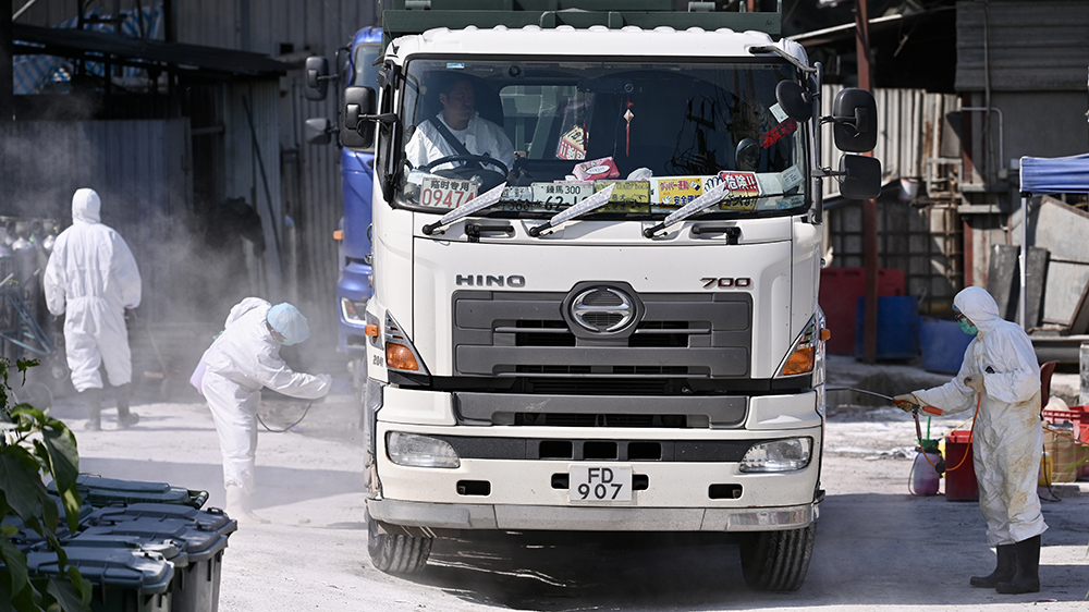 流浮山豬場(chǎng)爆豬瘟 2792頭豬完成銷(xiāo)毀