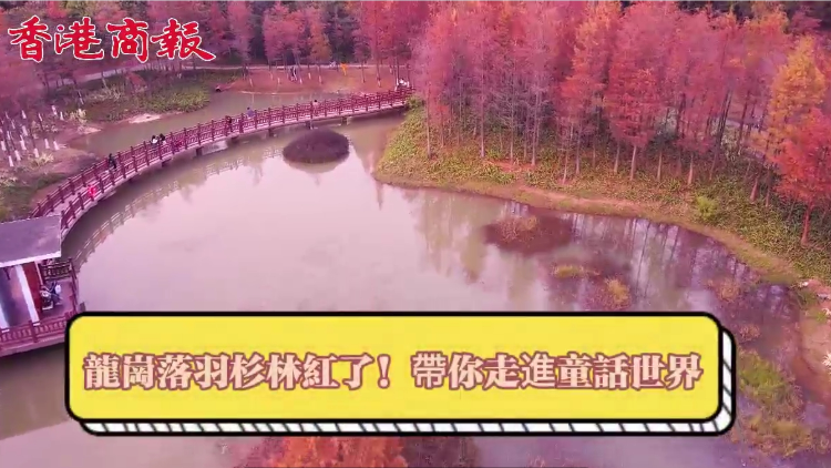 有片｜龍崗落羽杉林紅了！帶你走進(jìn)童話世界