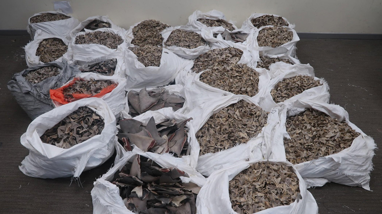 海關(guān)機(jī)場(chǎng)檢約800公斤懷疑受管制乾魚翅 拘1人