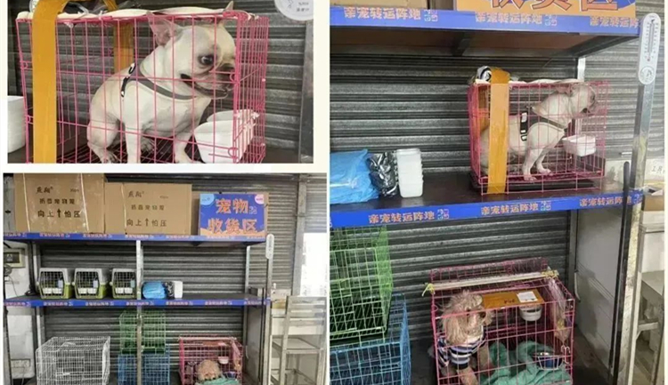 帶貓坐大巴回家！3條廣州出發(fā)客運路線可攜貓同行