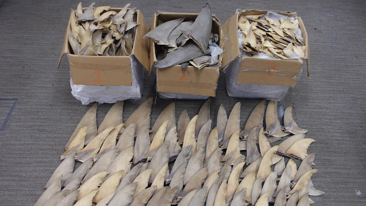 海關(guān)機(jī)場(chǎng)檢獲約30萬(wàn)元懷疑受管制乾魚翅 拘捕1人