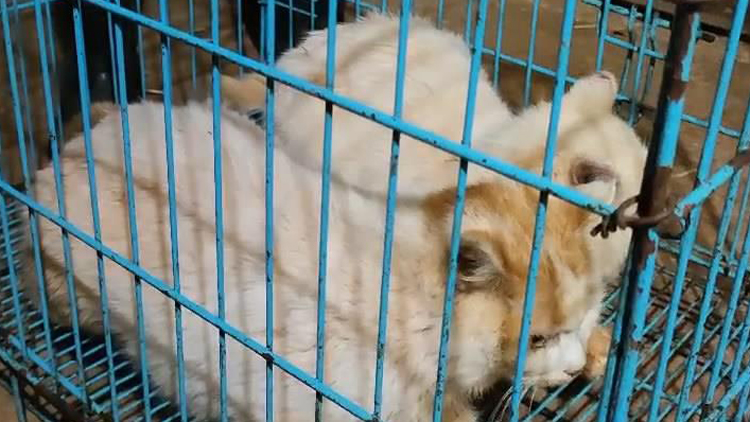 昆明動(dòng)物園猴山兩隻貓被安全移出 健康狀況良好