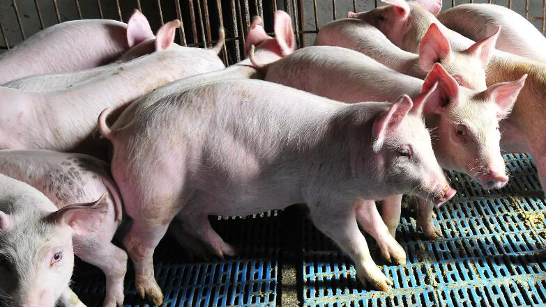 國(guó)家發(fā)改委：預(yù)計(jì)短期豬價(jià)或繼續(xù)震盪小漲
