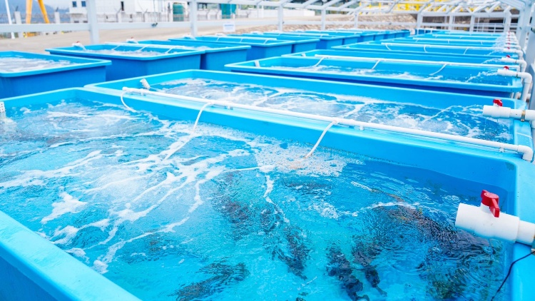 我國首個液化天然氣冷能養(yǎng)殖示範(fàn)項(xiàng)目正式「開漁」