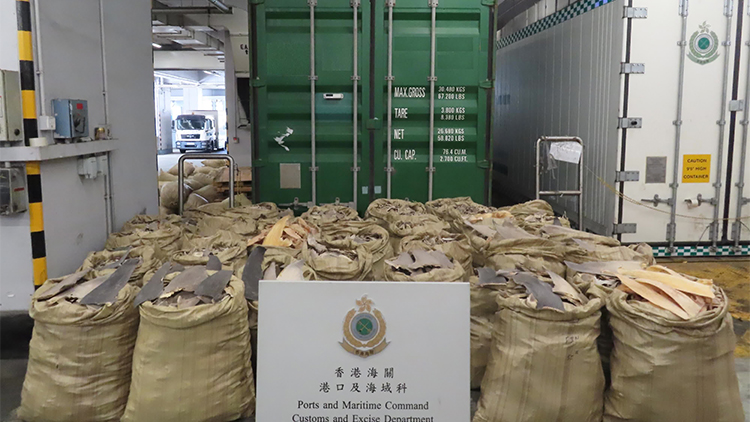 海關(guān)檢獲1200公斤懷疑受管制乾魚翅 市值約330萬元
