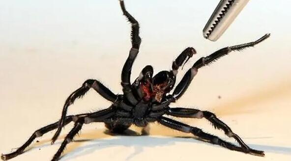 巴西研究人員成功合成蜘蛛毒液中的抗癌物質(zhì)