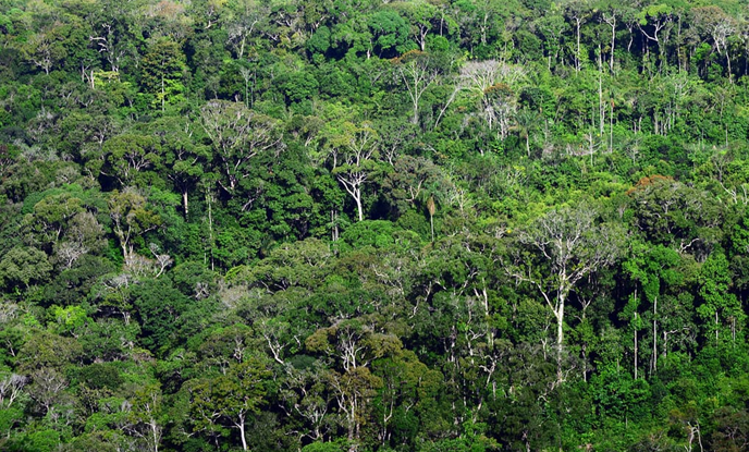 釋放碳權(quán)投資力量：全球碳權(quán)資本集團的黃金機會