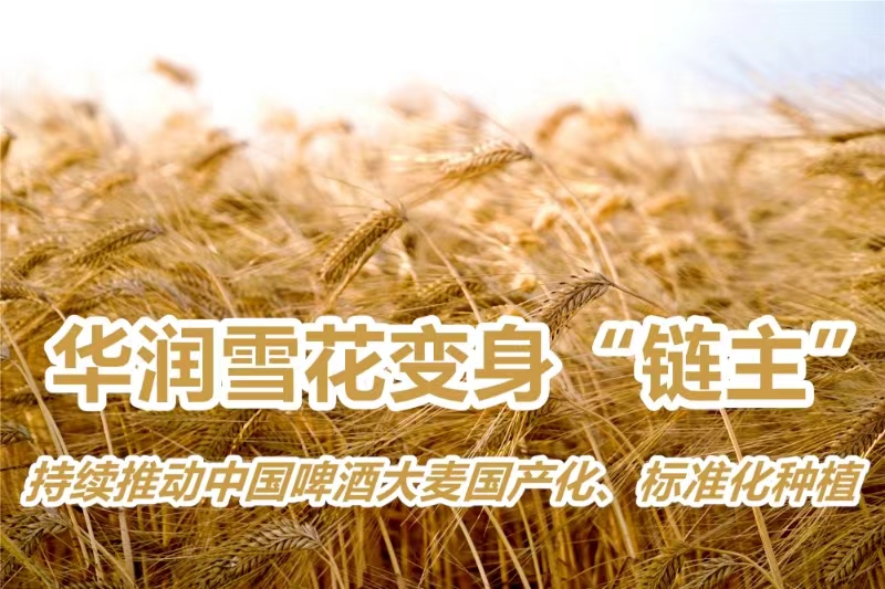 華潤(rùn)雪花變身「鏈主」  持續(xù)推動(dòng)中國(guó)啤酒大麥國(guó)產(chǎn)化、標(biāo)準(zhǔn)化種植