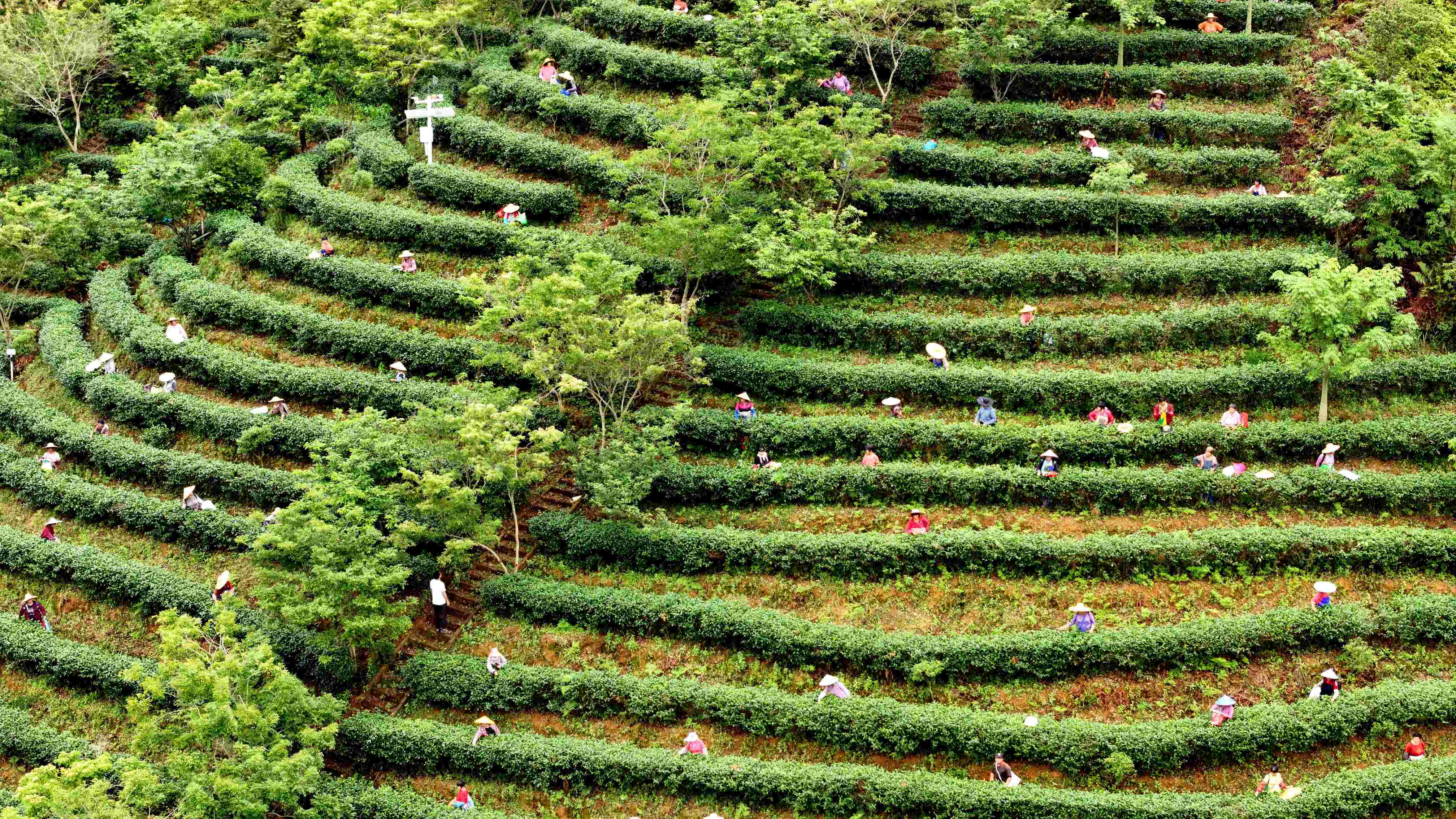 現(xiàn)場認捐善款4401萬元！河源紫金舉行2024年「6·30」助力鄉(xiāng)村振興活動