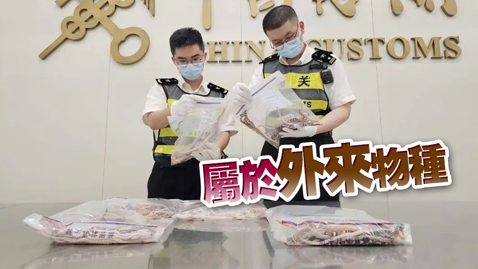 104條活體蛇藏褲兜，一男子在福田口岸被查