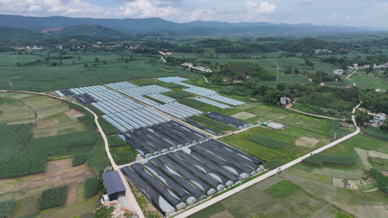 桂防城港以現(xiàn)代化農(nóng)業(yè)為引擎 驅(qū)動(dòng)鄉(xiāng)村振興新篇章