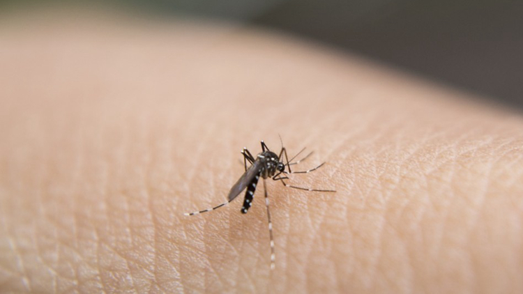 過去一周本港錄得1宗登革熱個(gè)案 病人潛伏期內(nèi)曾到越南