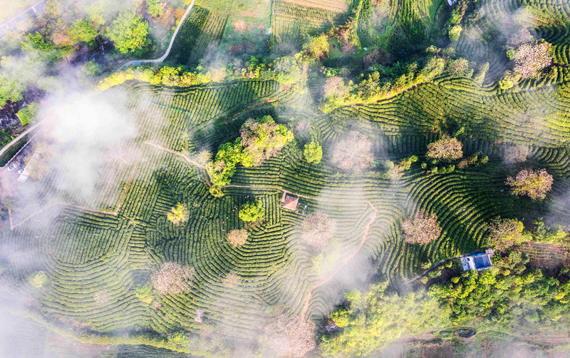 拓「研學(xué)游」創(chuàng)「新模式」 祥源·祁紅產(chǎn)業(yè)文化博覽園上榜示範(fàn)基地