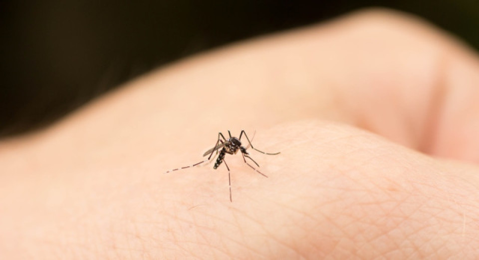 過(guò)去一周本港錄得3宗登革熱個(gè)案 均為外地傳入