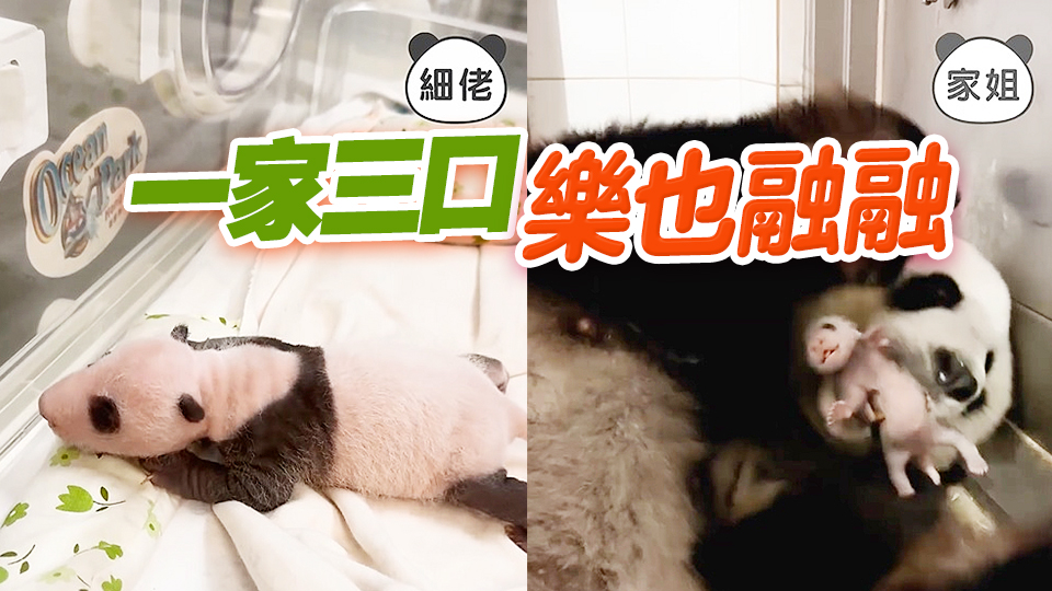 有片 | 大熊貓龍鳳胎愈大愈可愛(ài) 與「盈盈」共享親子時(shí)光