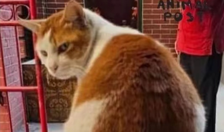 警方拘捕偷貓賊 救出9歲樂樂幸無(wú)受傷