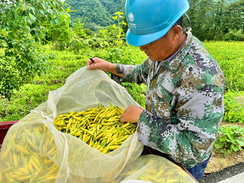 皖黟縣宏潭：「引鳳歸巢」賦能產(chǎn)業(yè)振興