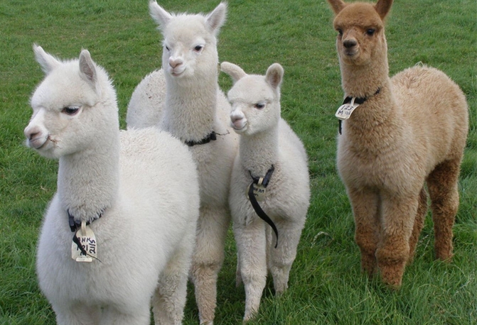 中國(guó)科研人員從羊駝體內(nèi)分離出抗體 能強(qiáng)效抑制艾滋病病毒