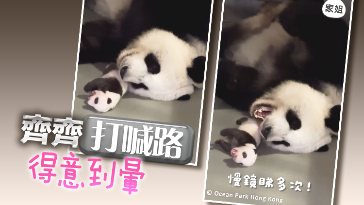 有片｜港產(chǎn)大熊貓BB最新體重公開(kāi) 母女同步打哈欠