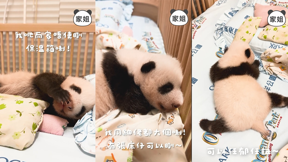 有片｜港產(chǎn)大熊貓寶寶已出齊毛髮 可自行調(diào)節(jié)體溫