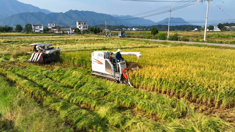皖黟縣6萬(wàn)畝水稻迎來(lái)豐收季