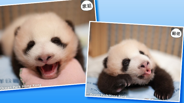 有片 | 【大熊貓龍鳳胎日?！考?xì)路奶音大放送 家姐扮嘢無眼睇
