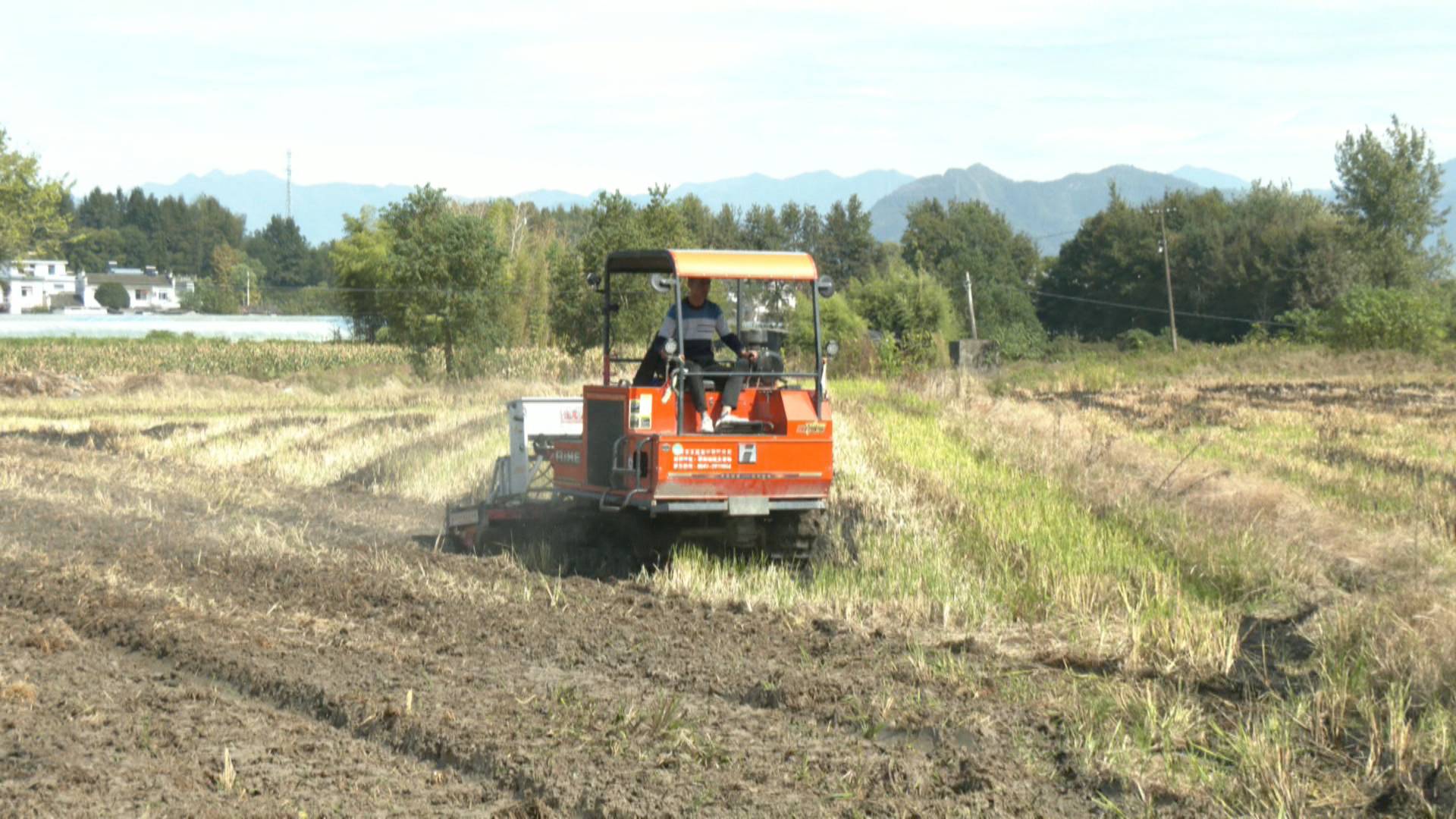 稻穀入倉油菜登場(chǎng) 皖黟縣稻油輪作盤活土地資源